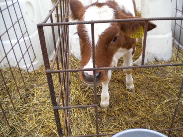 Deti za kravou 094 Teliatka v boxoch